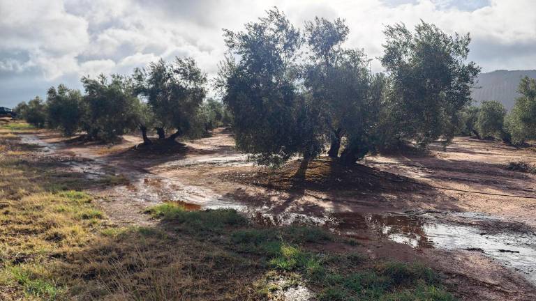 “Cambio radical” en el olivar de Jaén tras las abundantes lluvias
