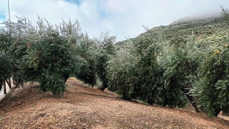 Datos de la CHG: 57,1 litros de lluvia de media en los últimos siete días en Jaén