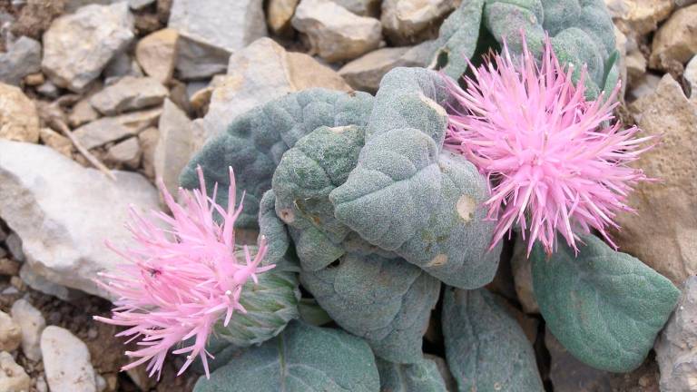 Nuevas acciones en Sierra Mágina para proteger su flora amenazada