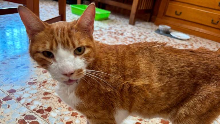 Una comunidad unida por Tom, el gato que lucha por su vida en Linares