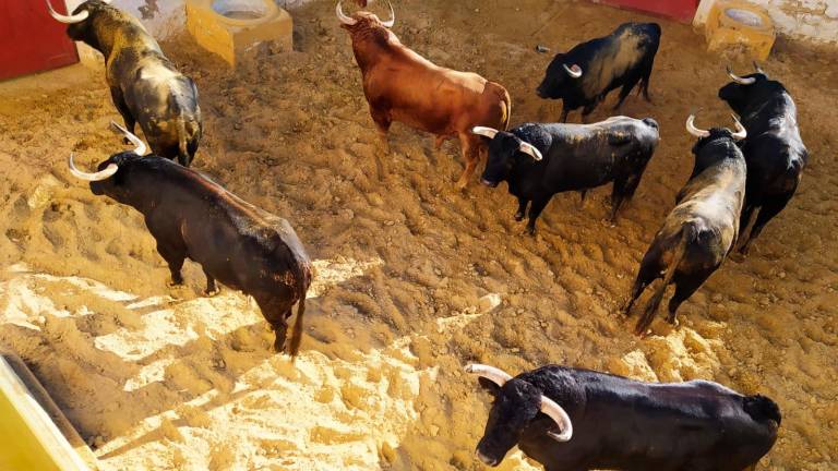 La Junta de Andalucía autoriza los festejos taurinos de Jáen
