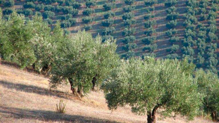 La plataforma de control de prays y mosca del olivo presenta sus novedades