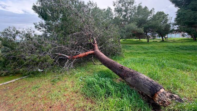 Arrancados numerosos árboles en Ronda de los Olivares por el temporal