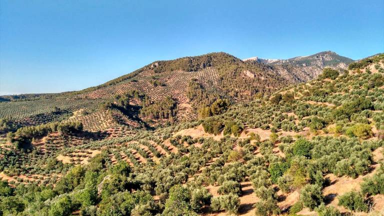 Estas son las propuestas de la Plataforma por el Monte Andaluz para la Junta