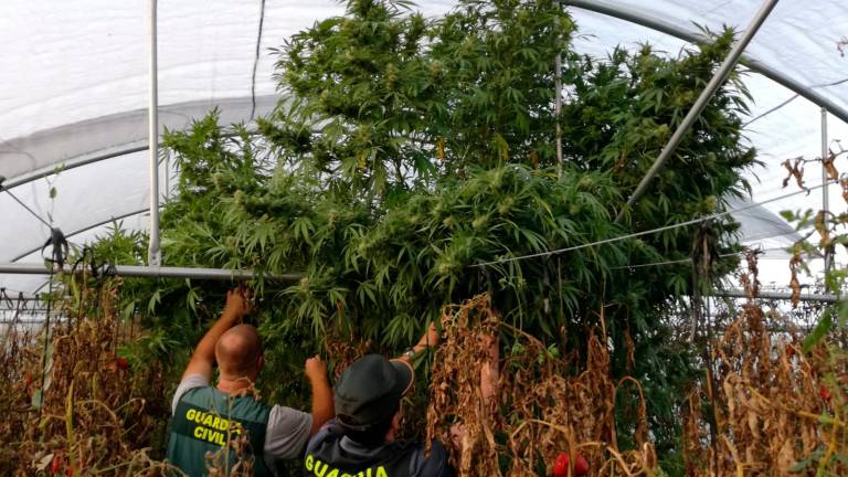 Detenido un vecino de Villacarrillo por una plantación de marihuana con 200 kilos