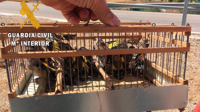 Investigado un vecino de Linares por capturar aves fringílidas