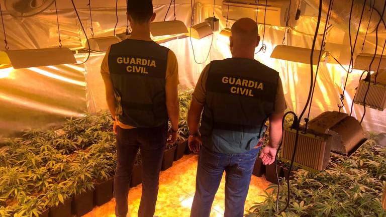 Ocho detenidos tras descubrir varias plantas de marihuana en Marmolejo