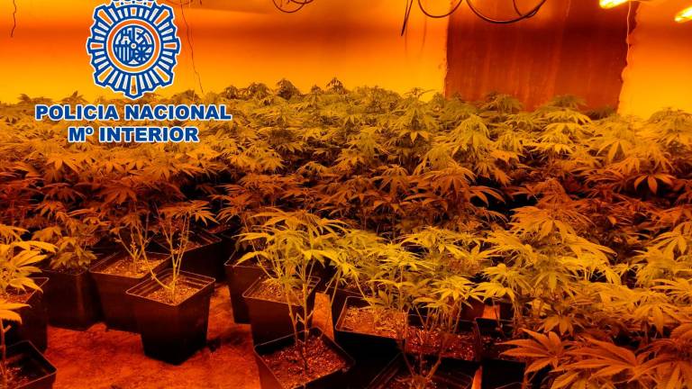 Tres detenidos en Linares por gestionar plantaciones de marihuana