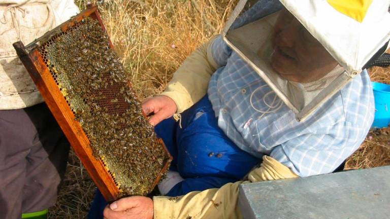 La primavera trae una gran esperanza para los apicultores