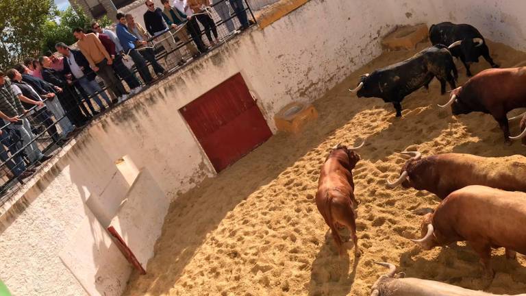 Preparados para la gran corrida