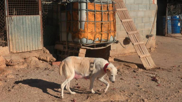 Una protectora denuncia las condiciones lamentables de perros en Frailes