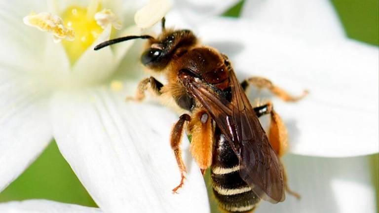 El cambio climático puede alterar abejas y la polinización, según un estudio hecho en Cazorla