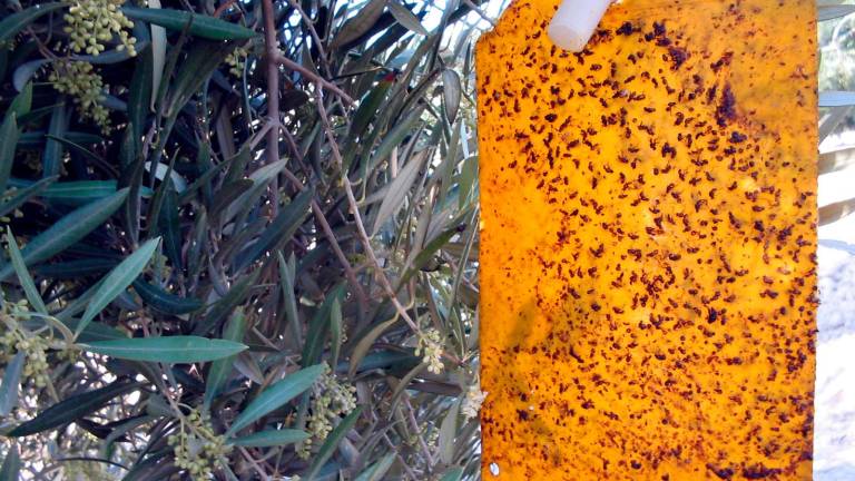 La mosca del olivo empieza a revolotear en los cultivos