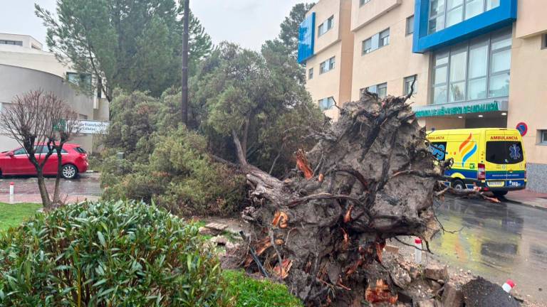 Las feroces rachas de viento tumban al menos tres árboles en el Hospital Neurotraumatológico de Jaén