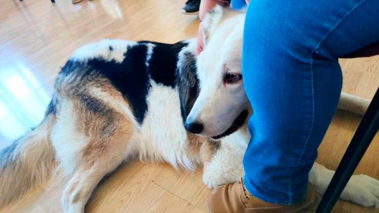 El Hospital San Agustín potencia la terapia canina entre pacientes de salud mental