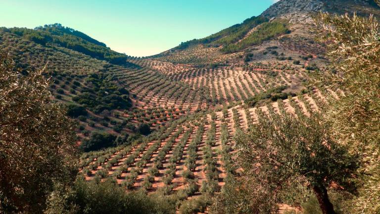 Campaña en Alcaudete contra la mosca del olivo