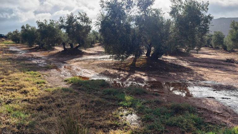 Organizaciones agrarias de Jaén ven en las últimas lluvias “un respiro” para el olivar