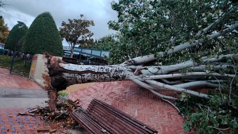 Un árbol de 25 años cae en el Bulevar tras los primeros vientos
