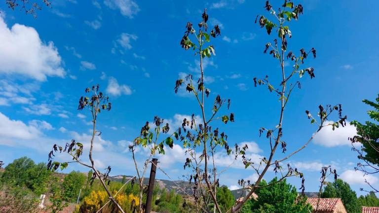 Temperaturas bajo cero dejan tocados nogales del valle segureño del Zumeta