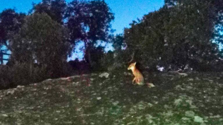 Noche del zorro en Jaén con mínimas superiores a 25º