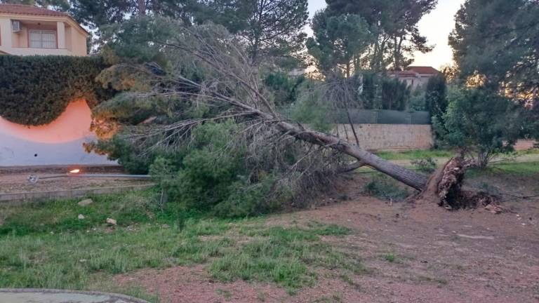 Fallece un hombre de 92 años tras caerle encima un árbol en Palenciana (Córdoba)