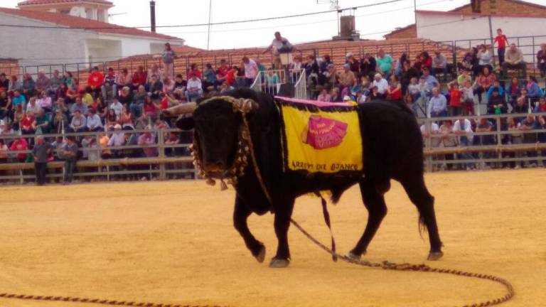 Arroyo del Ojanco se prepara para vivir sus tradicionales “toros ensogaos”