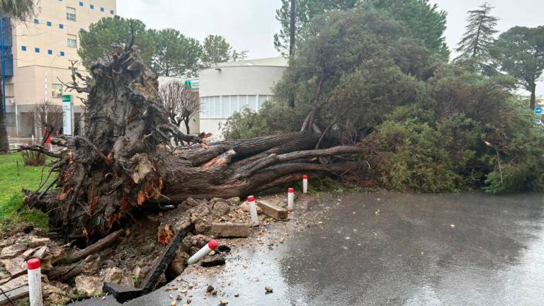 Las feroces rachas de viento tumban al menos tres árboles en el Hospital Neurotraumatológico de Jaén