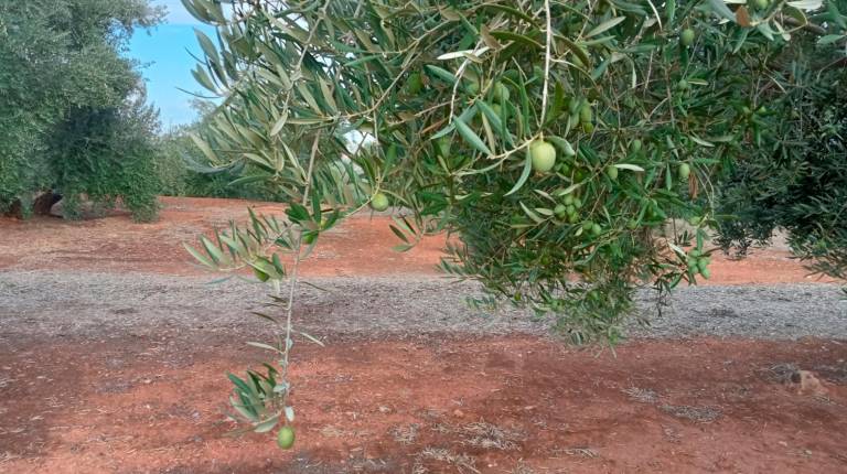 <i>Aceituna de un olivar en El Condando, este mes de septiembre. / Diario JAÉN.</i>