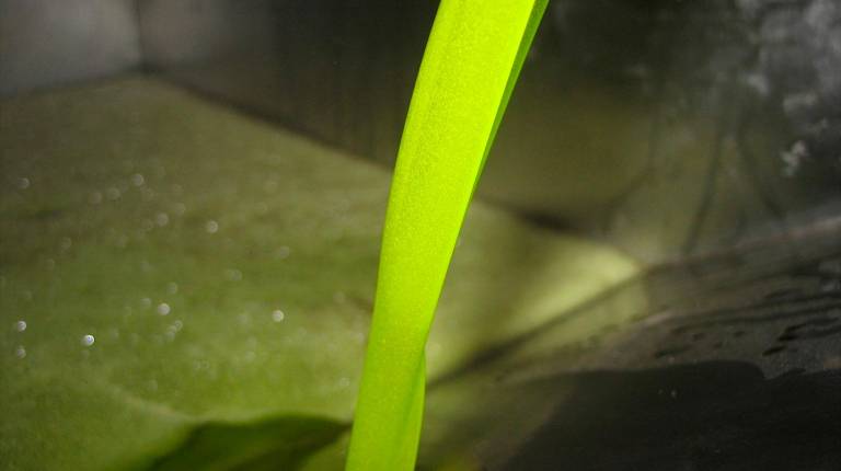 <i>Aceite de oliva en almazara. Archivo.</i>