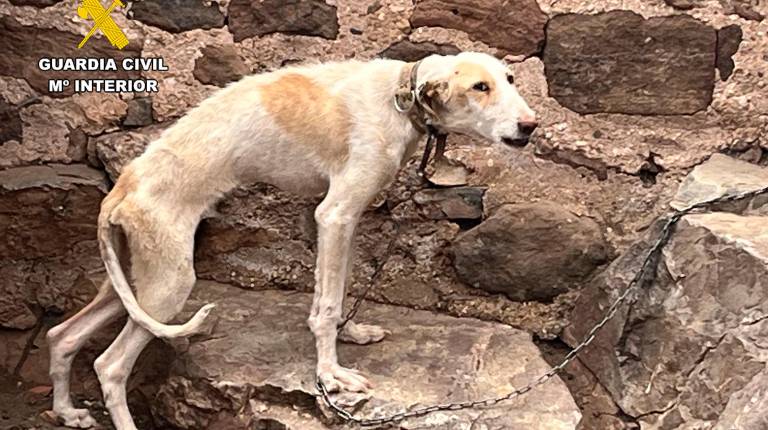 <i>Estado en el que el Seprona encontró al perro. / Guardia Civil.</i>
