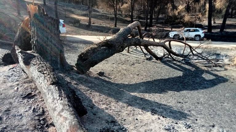 <i>Árboles caídos tras el incendio que tuvo lugar en el embalse del Encinarejo. / F. J. Marín / Diario JAÉN. </i>