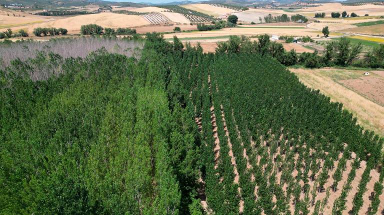 <i>Imagen desde el aire de las choperas del Río Velillos, junto a Mures. / Diario JAÉN. </i>