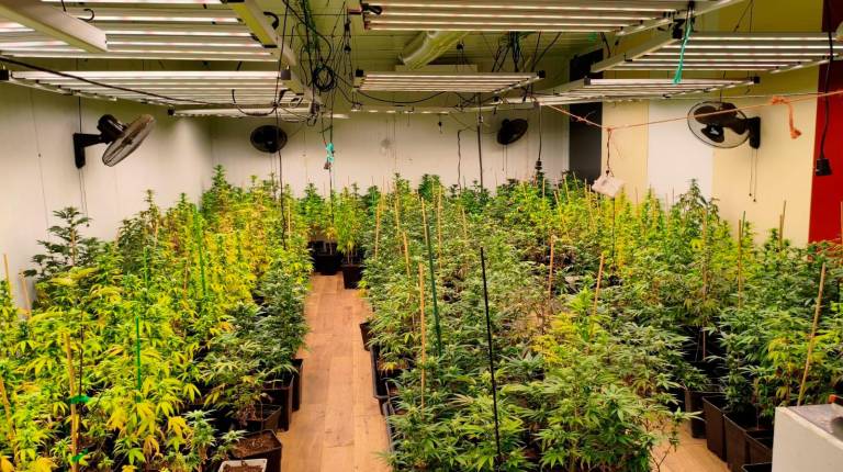 <i>Imagen de archivo de plantación de marihuana interior</i>