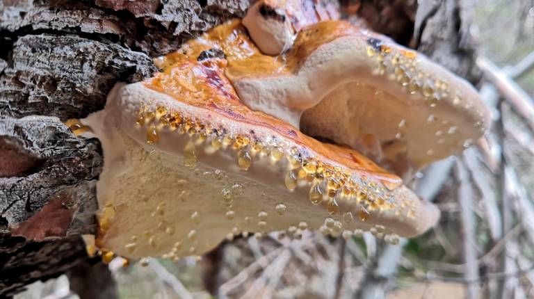 Fomitopsis pinicola Yesquero del pino