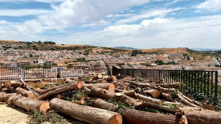 <i>Imagen de árboles retirados del pinar de La Mota. / Ayuntamiento Alcalá la Real. </i>