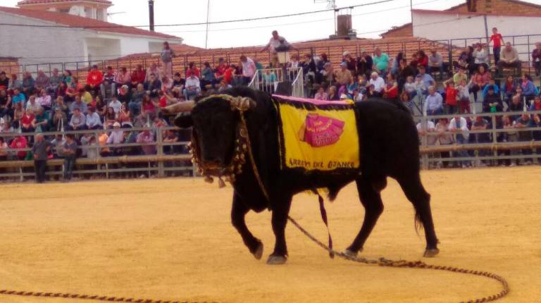 <i>Toro “ensogao” en una imagen de archivo en Arroyo del Ojanco.</i>