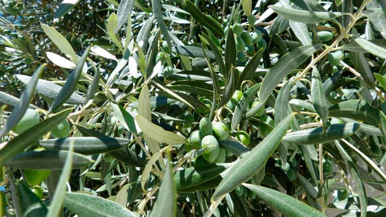 Cautela en el campo por los posibles aranceles de Trump