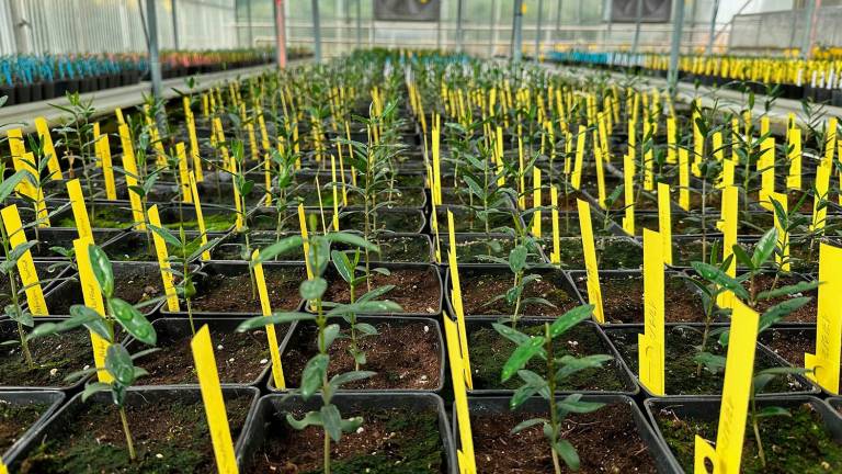 Una nueva herramienta para predecir el tamaño del fruto entre variedades de olivo