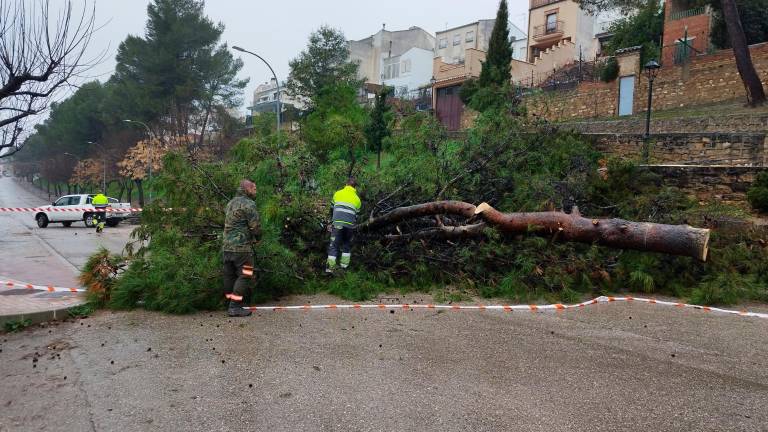 La caída de un pino corta el tráfico en el Paseo de Santiago, en Torreperogil