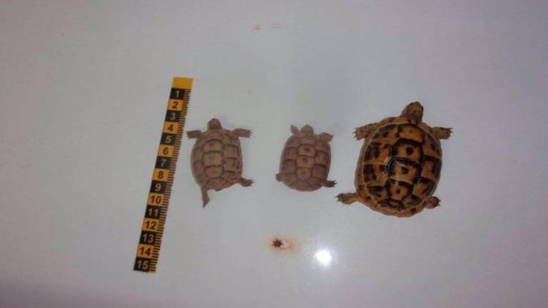 Hallan tres tortugas moras ocultas en la maleta de una persona con orden de ingreso en prisión