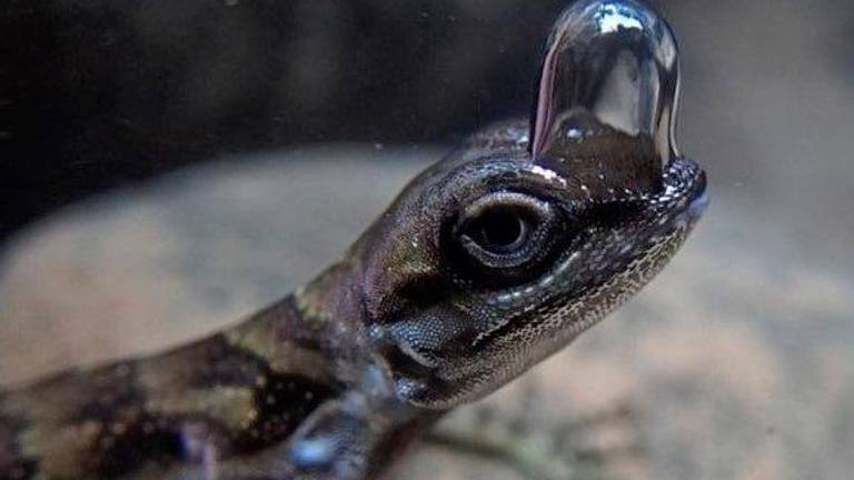 Este lagarto forma burbujas en su cabeza para respirar bajo el agua