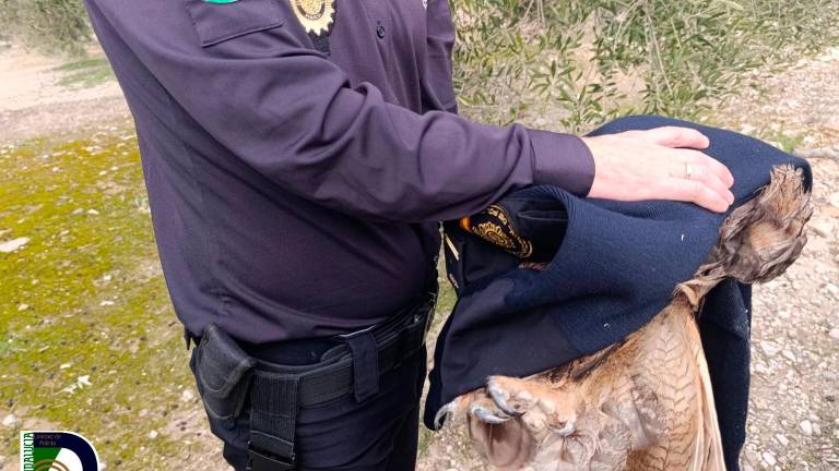 Rescatado un búho real herido tras un posible atropello
