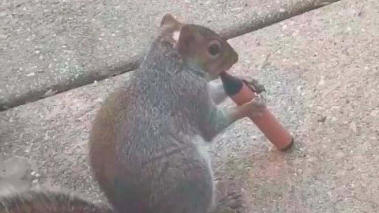 Las ardillas vapeadoras de Londres que se han hecho virales