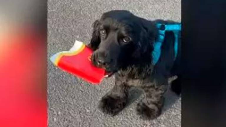 Oscar, el perro que recicla durante sus paseos