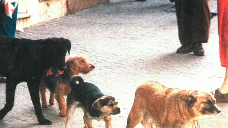 Cuatro perros sin collar vagan por una céntrica calle de la capital. / Archivo Histórico de Diario JAÉN.