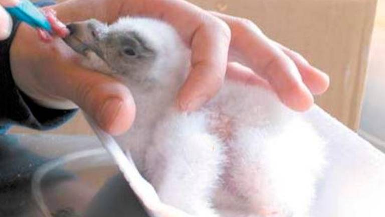 Tal día como hoy en 2004 publicábamos: Nace el cuarto pollo de quebrantahuesos