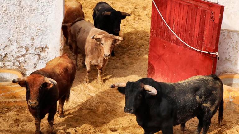 Desembarcados y aprobados los toros de Núñez del Cuvillo para San Lucas