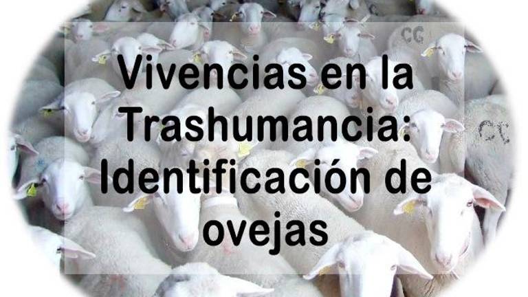 Identificación de ovejas