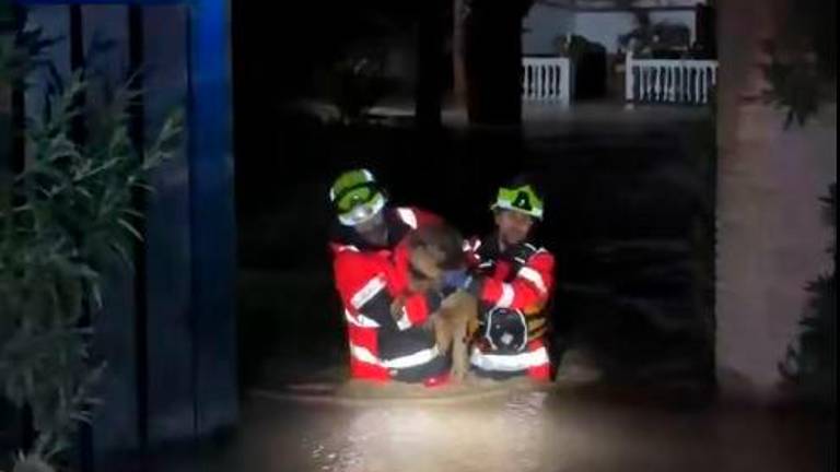 Los grandes olvidados en los temporales: Los bomberos de Andújar rescatan a un perro
