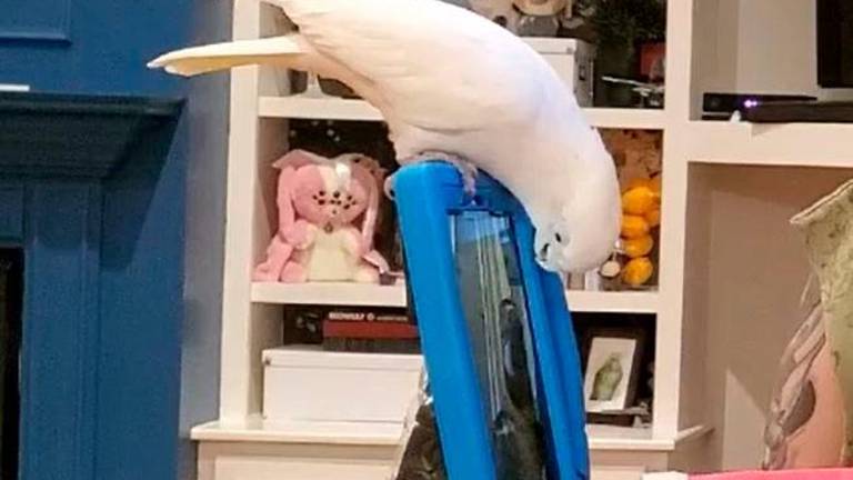 El Internet de los animales ya está aquí